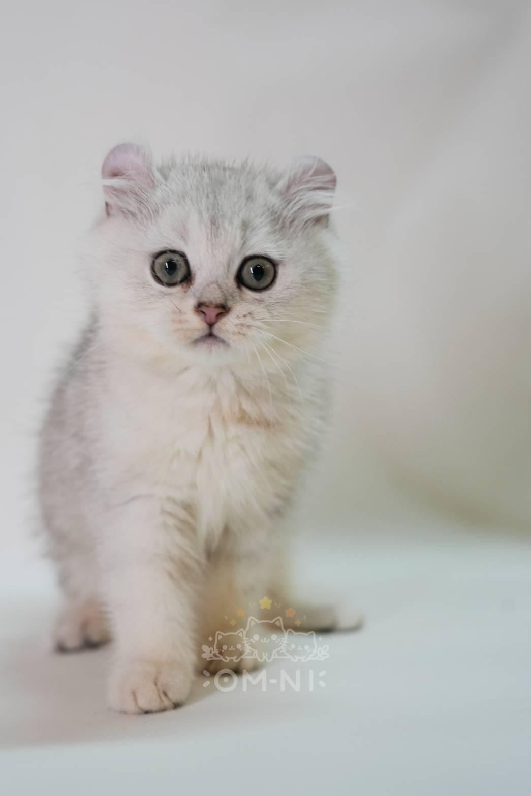 活潑親人的漸層色捲耳短毛妹妹--荷妮