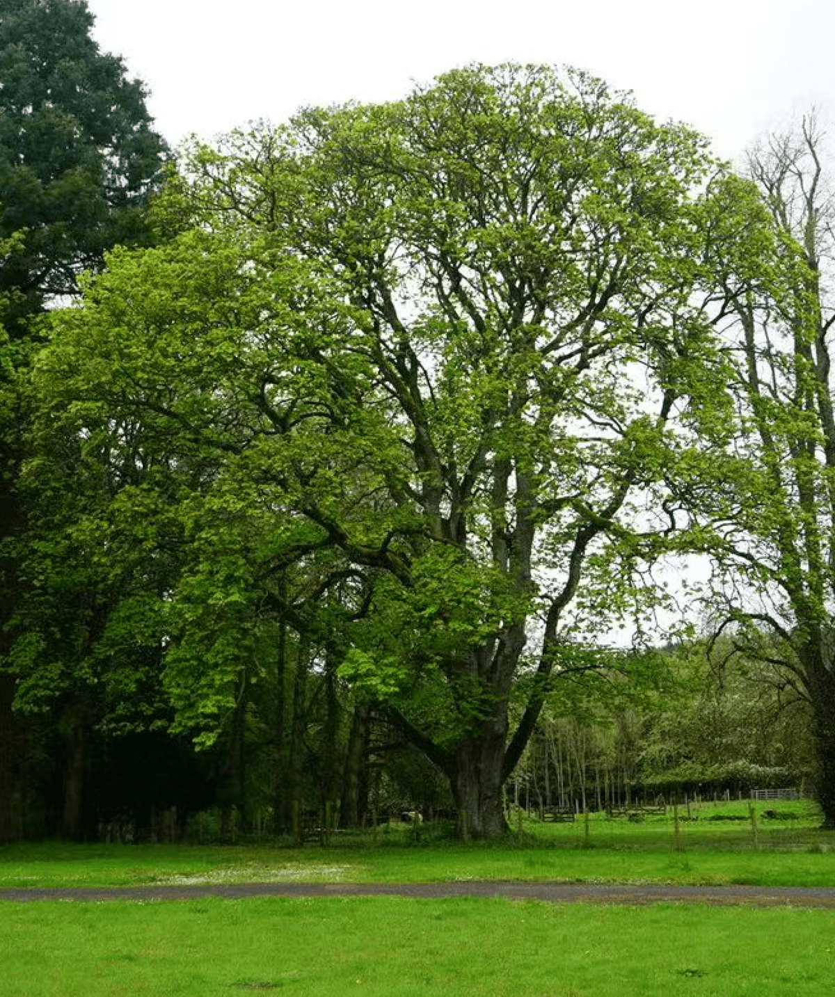 Section image