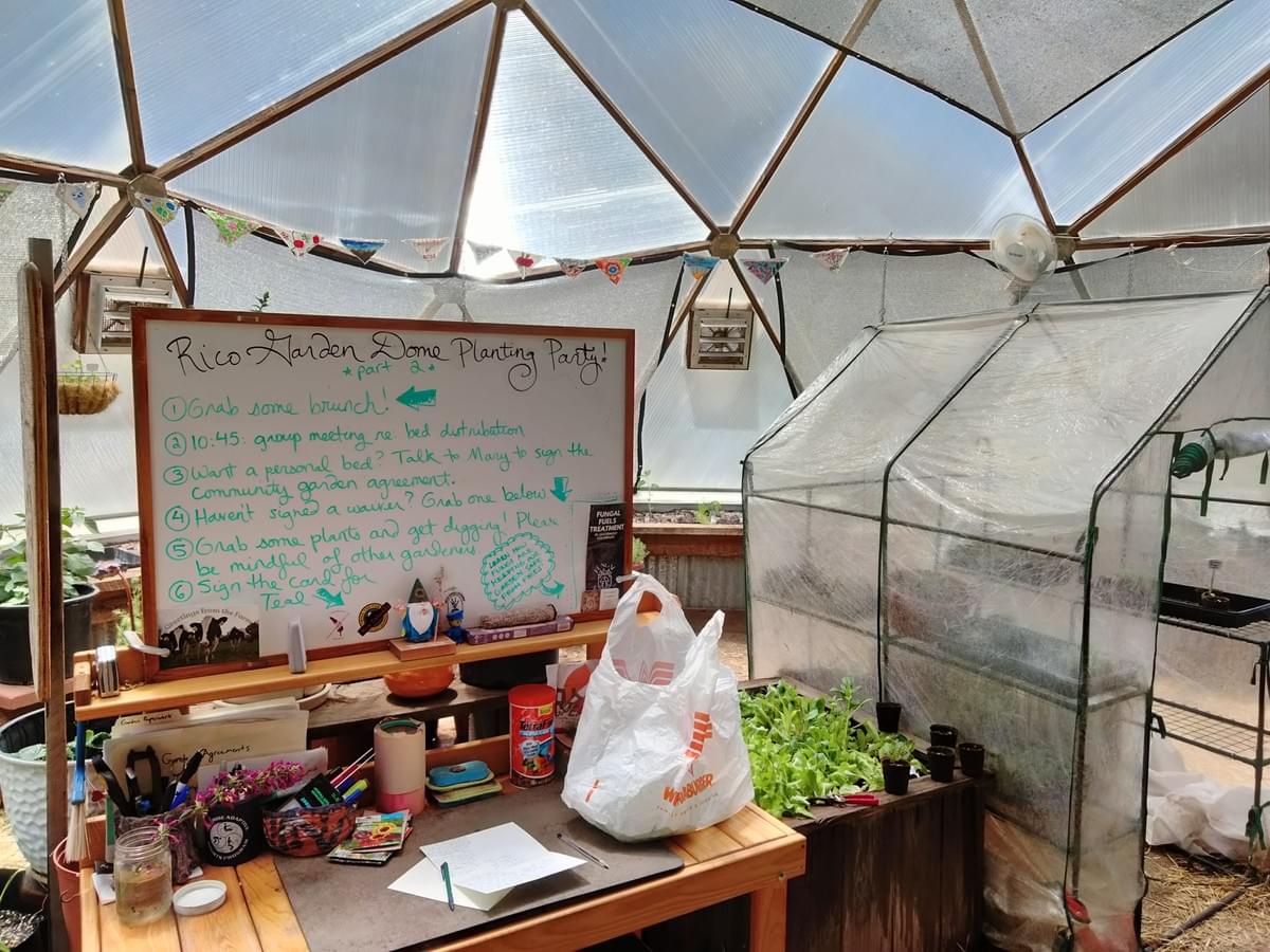 Planting party at Rico CO Piedmont Dome May 10, 2026