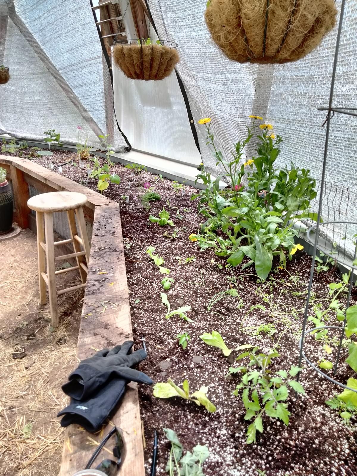 Planting party at Rico CO Piedmont Dome May 10, 2026