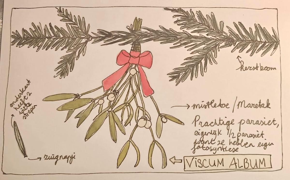 Mistletoe christmas nature journaling page by Arija Jansen