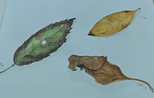 Section image