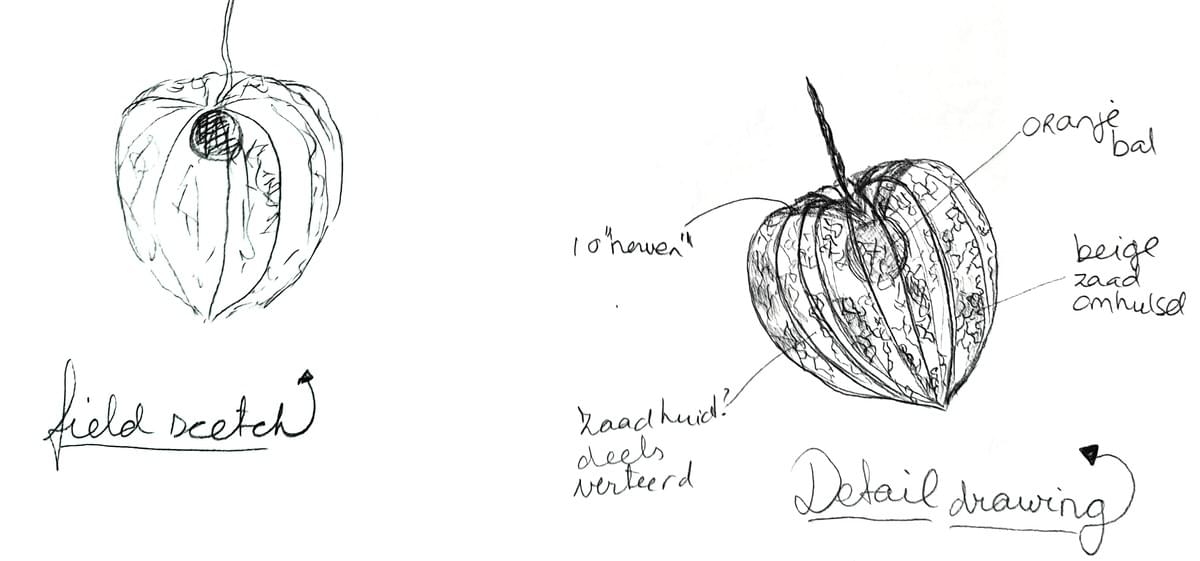 Sketch in my nature journal – black and white ink drawing (Arija Jansen)