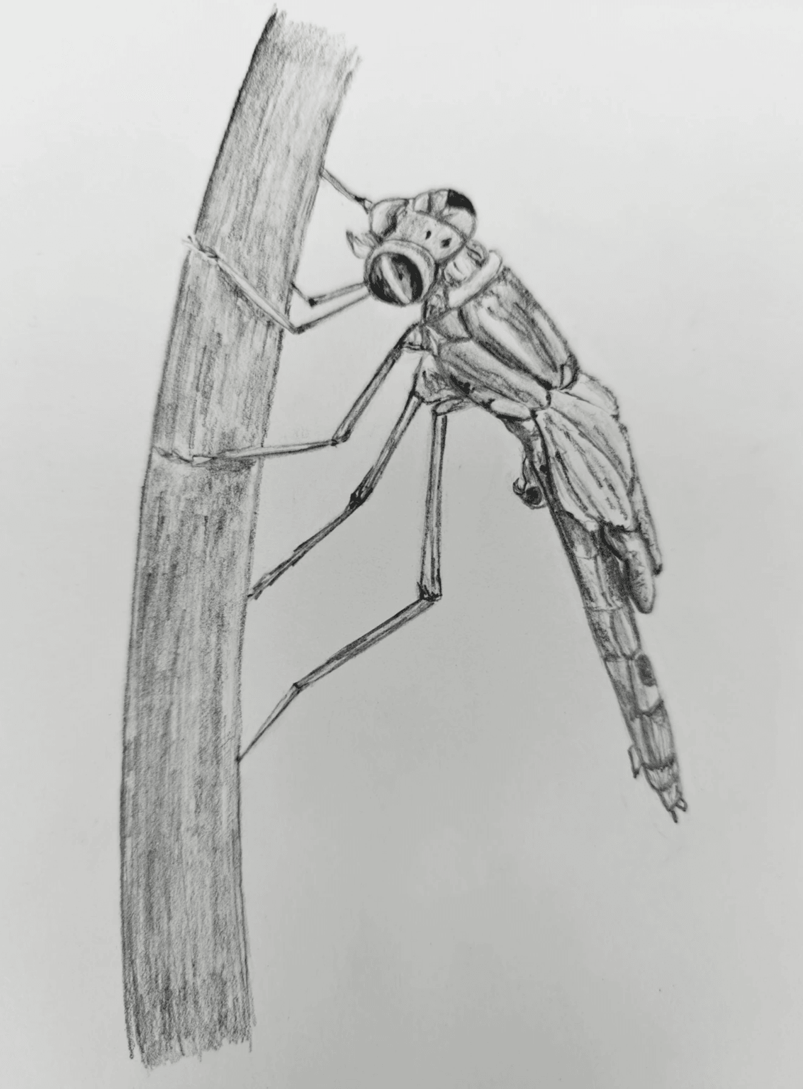 natuurtekening uitsluipende juffer in grafiet