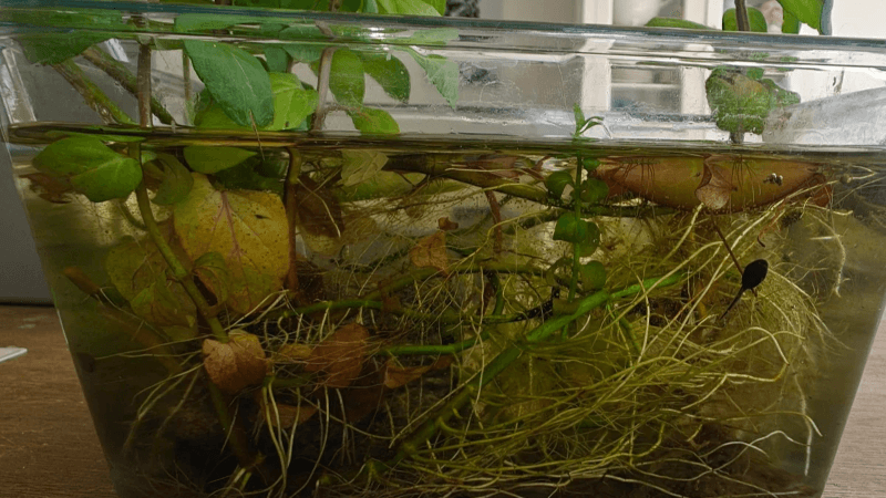 kikkervisjes observeren met je natuurdagboek door Arija Jansen