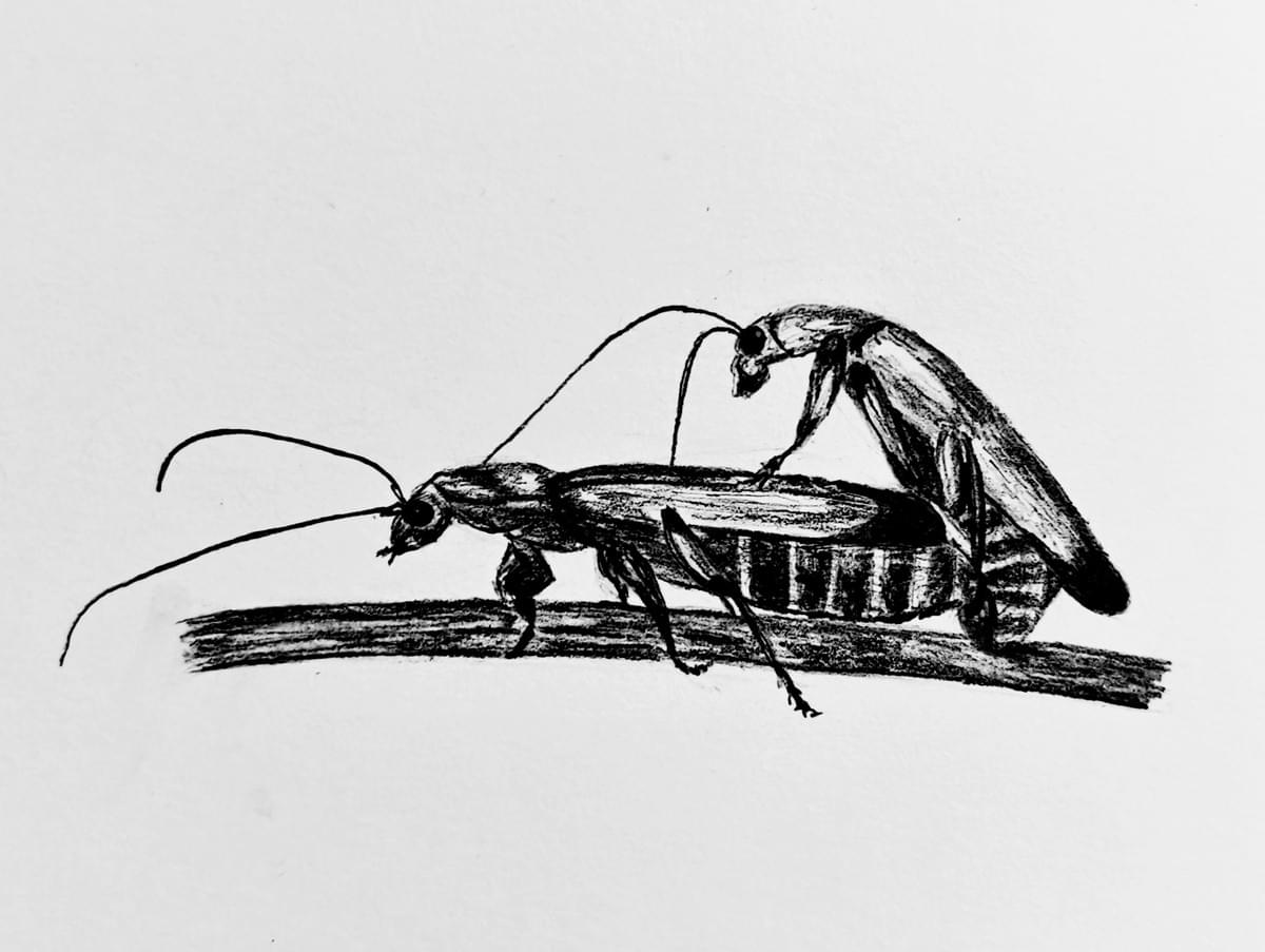 Natuur tekening soldaatjes in grafiet