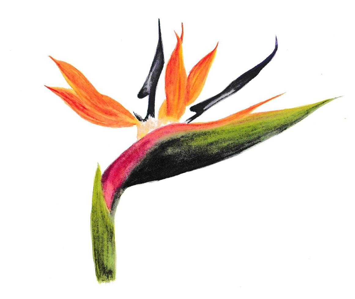 Natuur tekening, botanische tekening Strelitzia in kleurpotlood