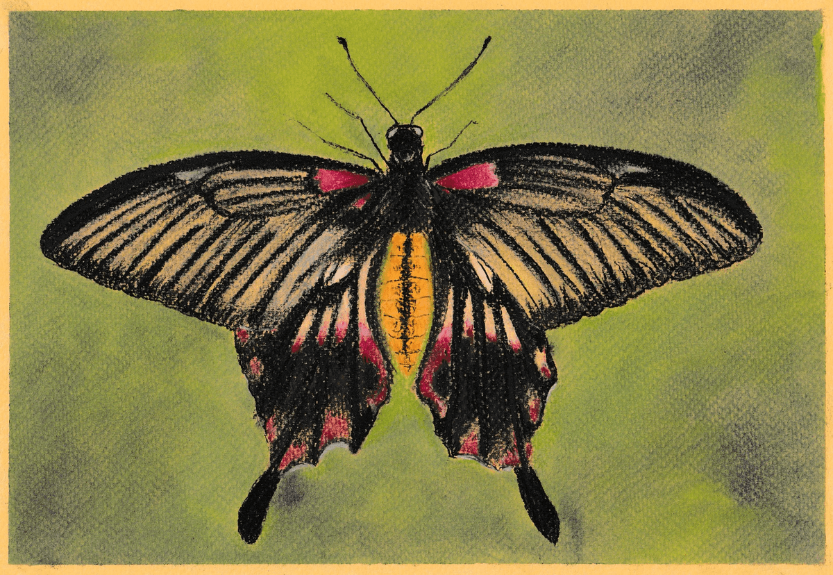 Natuurtekening vlinder in pastel