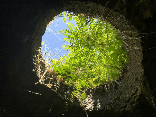 online nature journaling tutorials rabbit hole