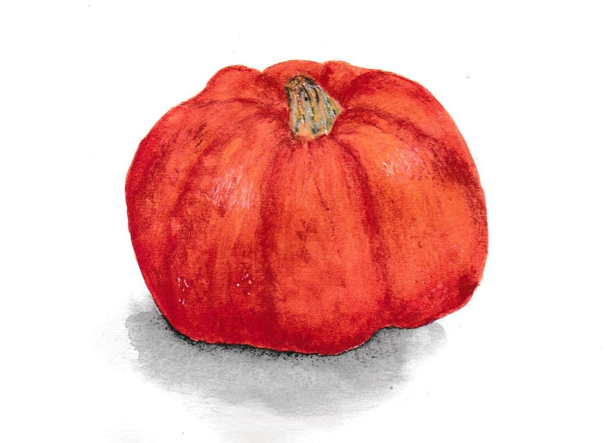 Natuur tekening, botanische tekening pompoen in aquarel