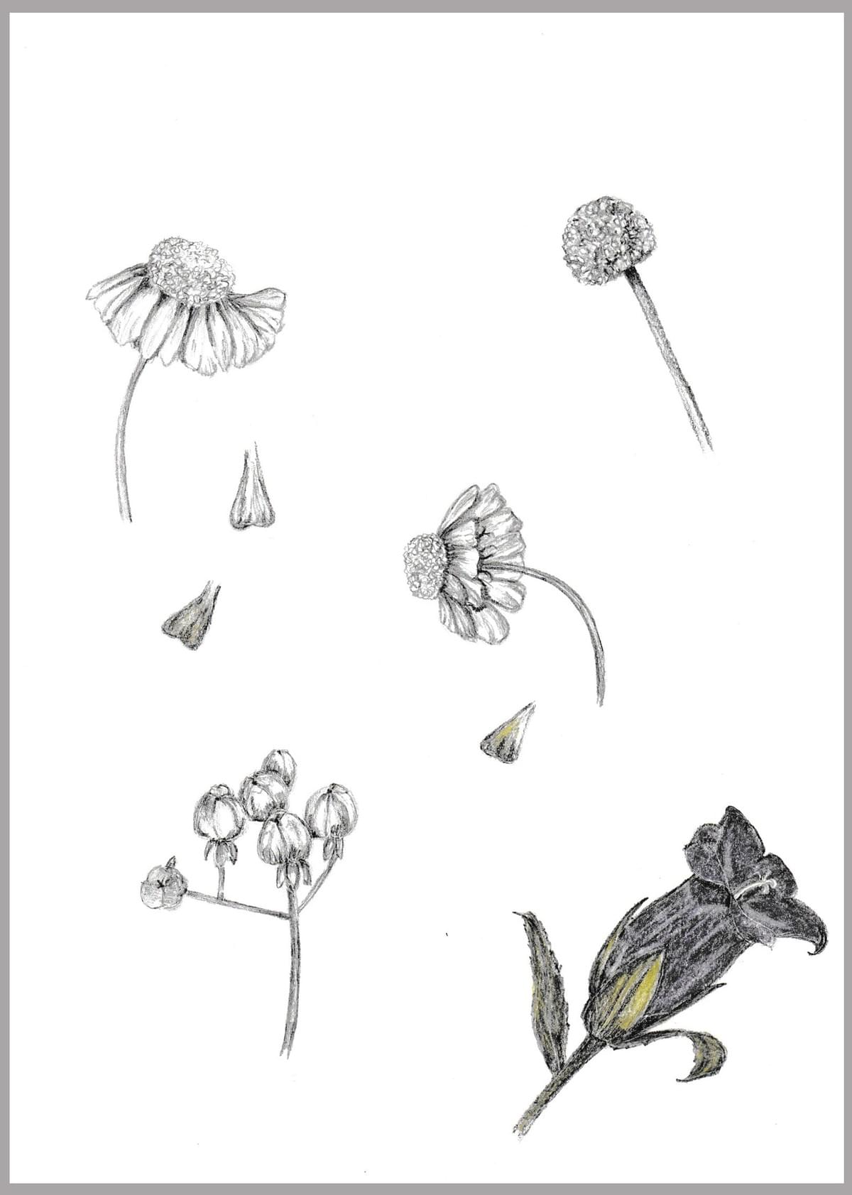 Natuur tekening, botanische tekening bloemen in grafiet