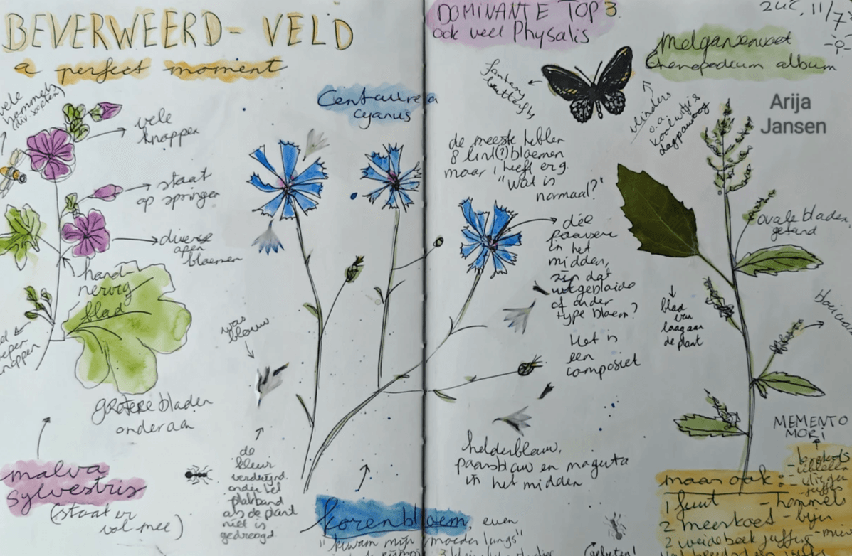 Natuur tekening, botanische tekening kroonbladen in kleurpotlood