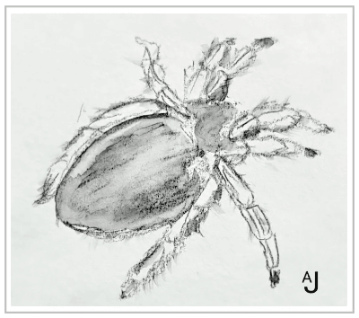 spider drawn by Arija Jansen in het nature journal in graphite