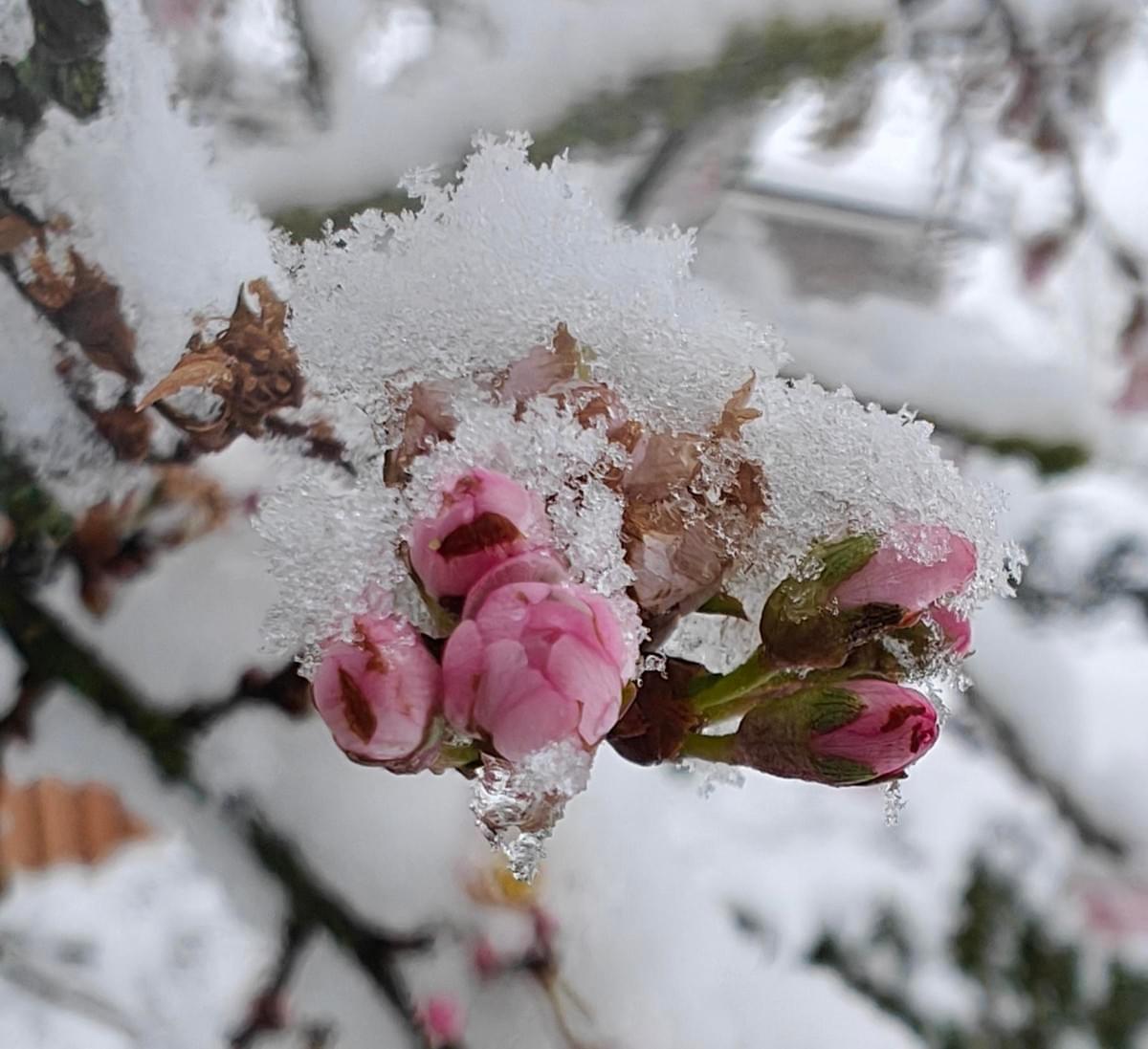 knop in de sneeuw in de tuin  vastleggen in een tuindagboek door Arija Jansen