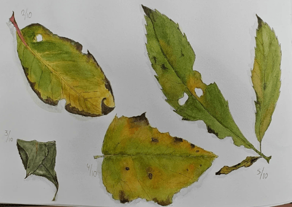Section image