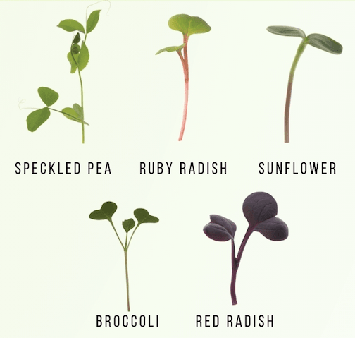 Standard Microgreens