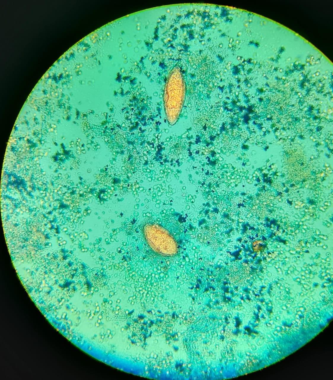 PARASIMAX MULTICOLOR