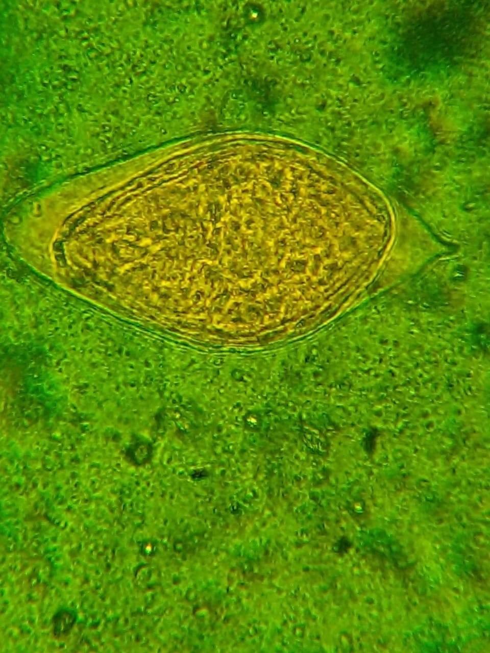 PARASIMAX MULTICOLOR