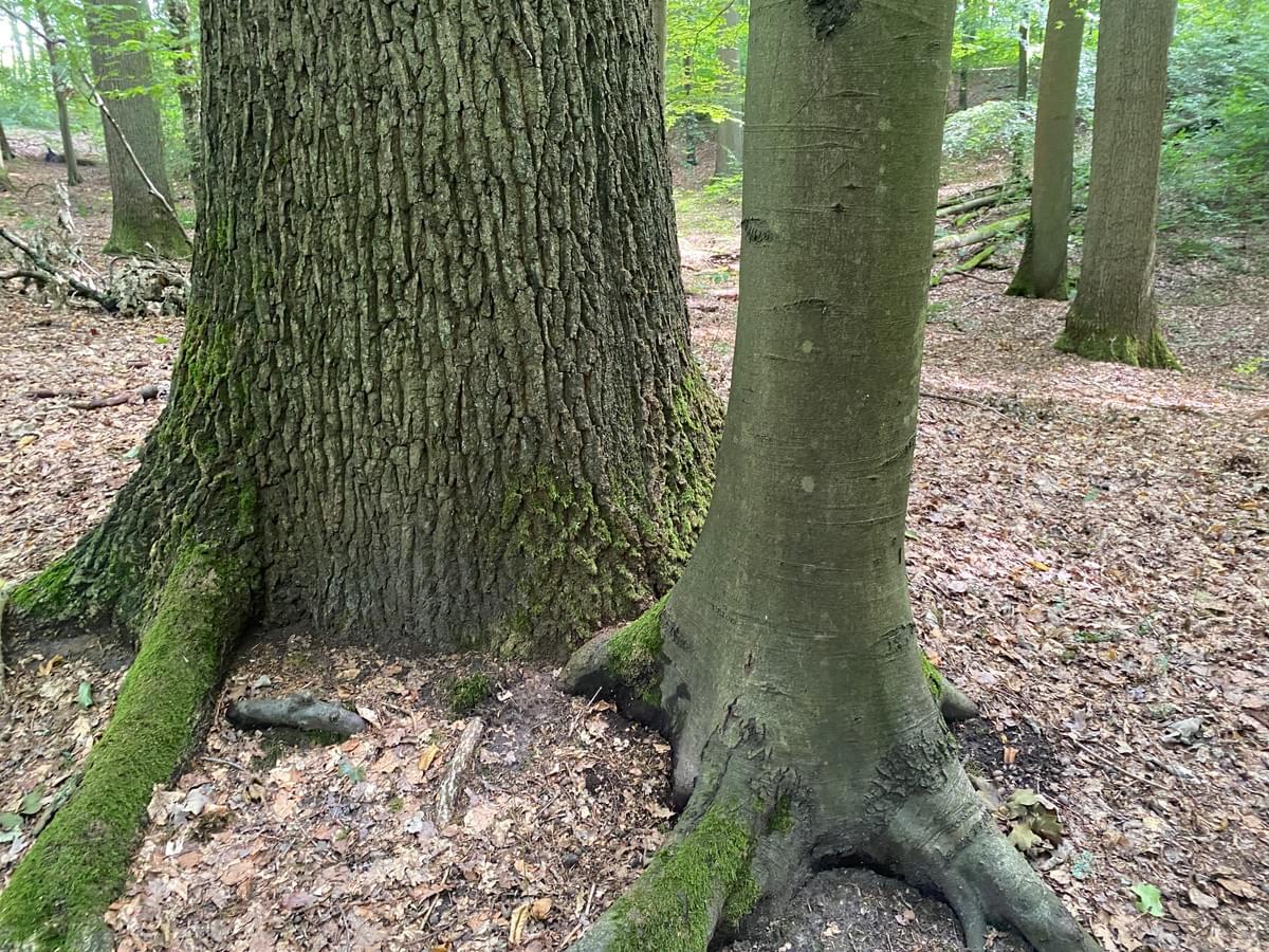 Section image
