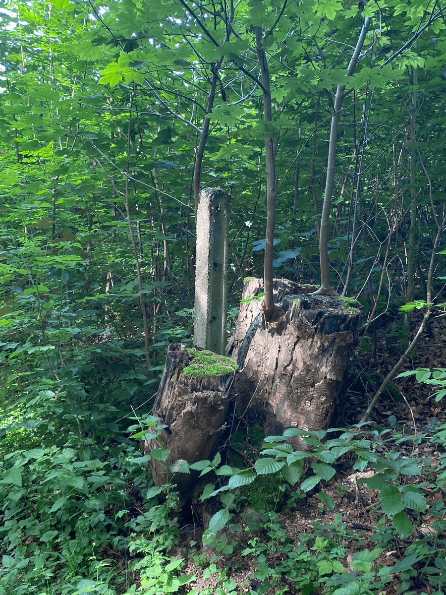 Section image