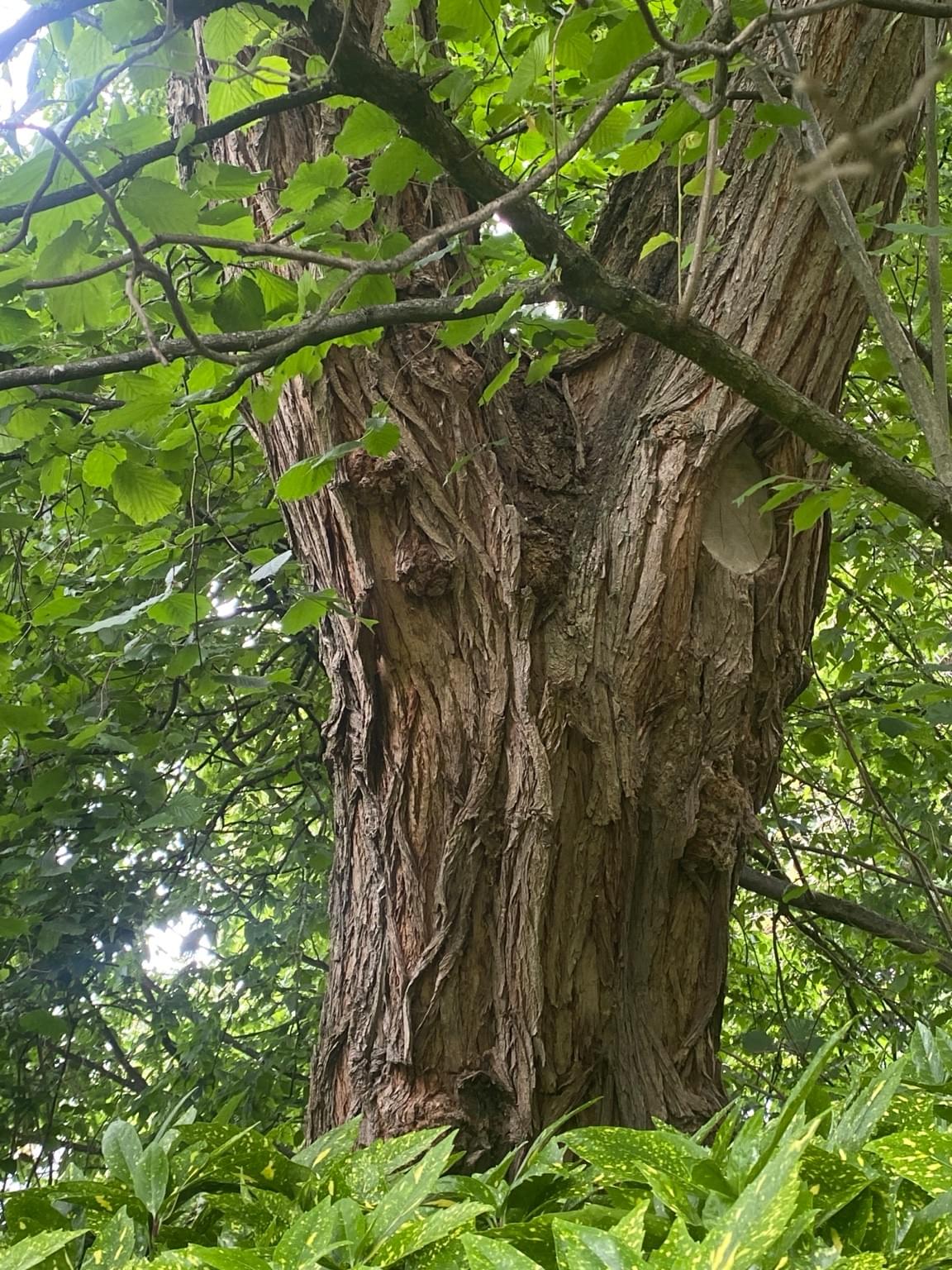 Section image