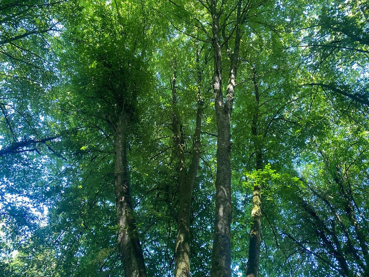 Section image