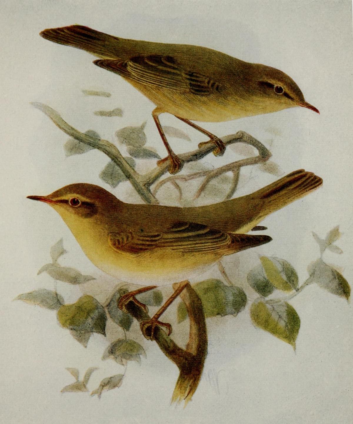 Section image