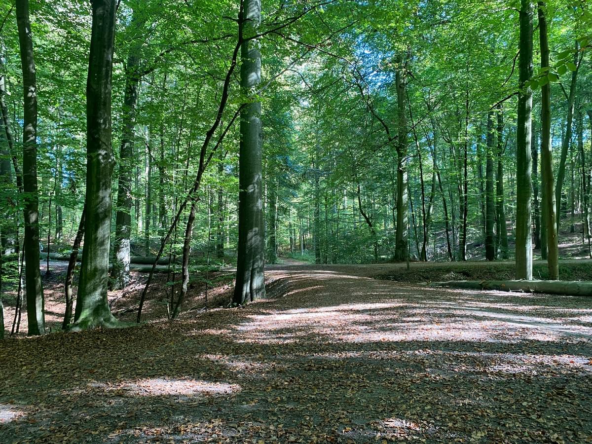 Section image