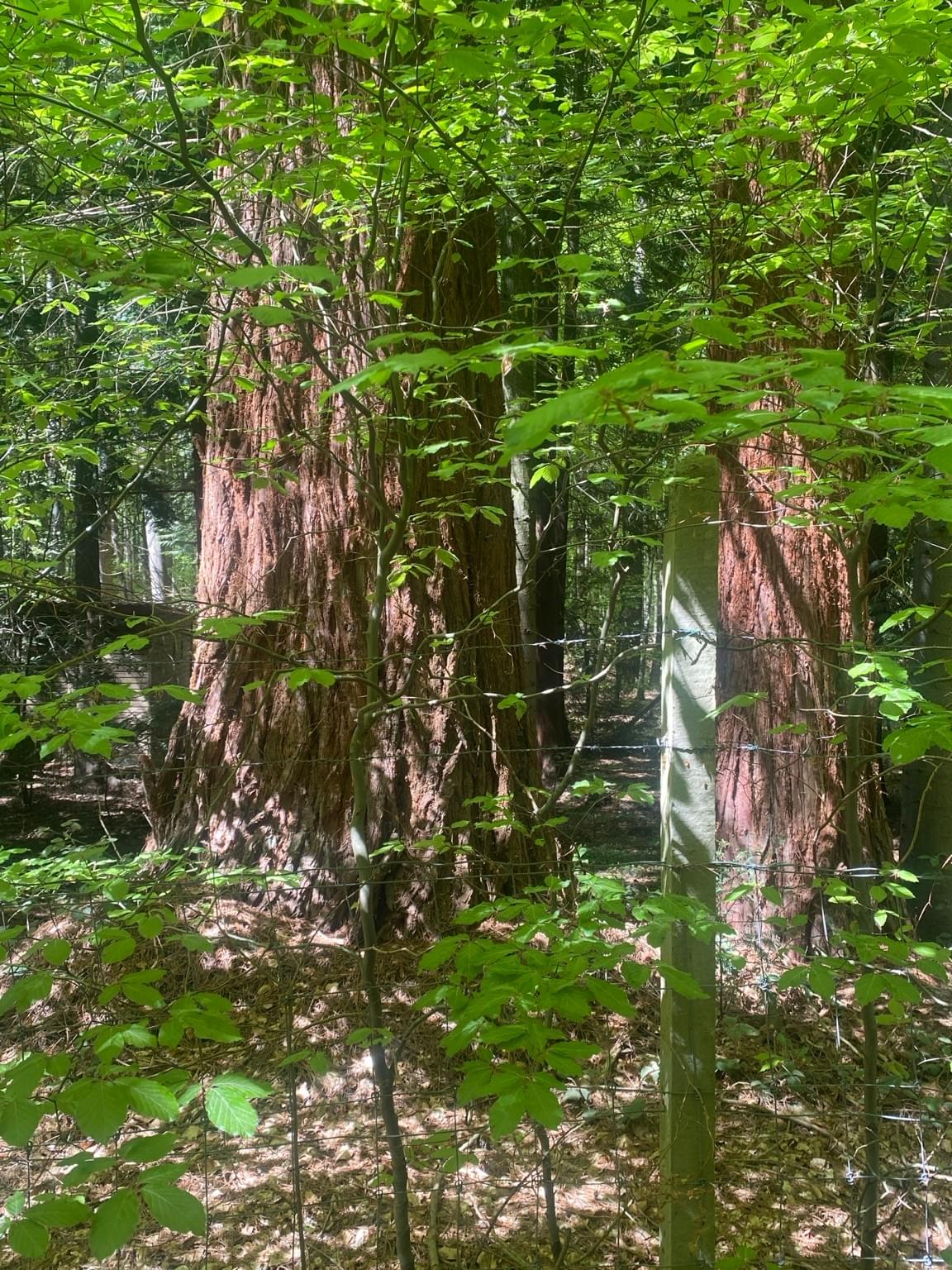 Section image