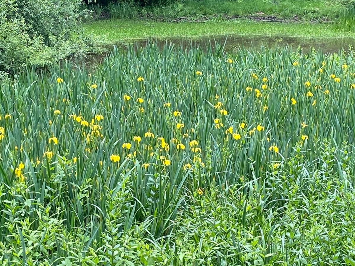 Section image