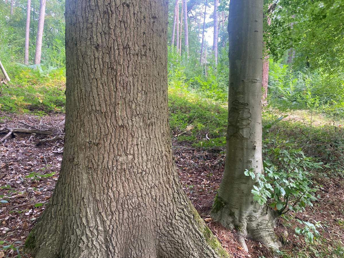 Section image