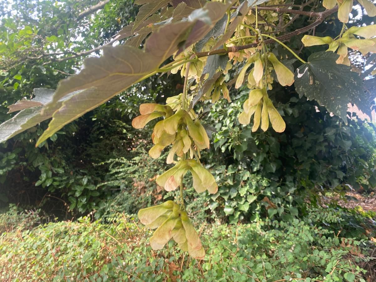Section image
