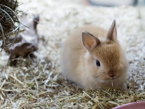 Rabbit Small Know Everything About The Netherland Dwarf Rabbit