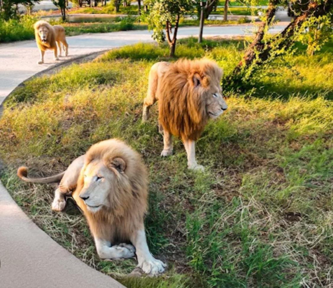 — Sophie Martin Collaborate with BML Consultancy LLT has been a revelation. They have managed to make the complexity of modern technologies accessible and exploitable for my business. Our team has supported more than 500 companies in the optimization of their digital strategies. We are an analysis, a strategy, and a simplified informational resolution of your hyperbolic obstacles. We are scientifically a consultancy that would like, in the face of a resonant multitude of approaches, to bring more unique informational value in this maieutics of new technology and in this resilient constellation of artificial intelligence. We want to be paradoxically creative and innovative in solving the problems that humanity faces in its entrepreneurship. By submitting to it in a succinct manner and through the means of advanced new information technology tools, generative intelligence solutions. Our goal is to preserve natural humanity while adhering to competent artistic situations with connected reality. Therefore; ultimately propose special solutions as NAVAL RAVIKANT said "to provide special solutions to improve daily life in this hyper-connected world." BML CONSULTANCY LLT would like.