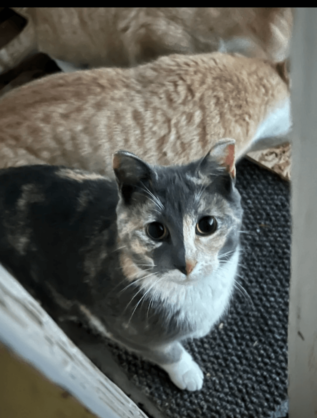 Our primary focus is on the TNR program, which helps manage the feral cat population humanely and effectively. Trap/Neuter/Return (TNR) What We Do We are primarily a TNR (Trap/Neuter/Return) organization looking after the feral cat population in Southeast Saskatchewan but we handle other cat related projects as well.