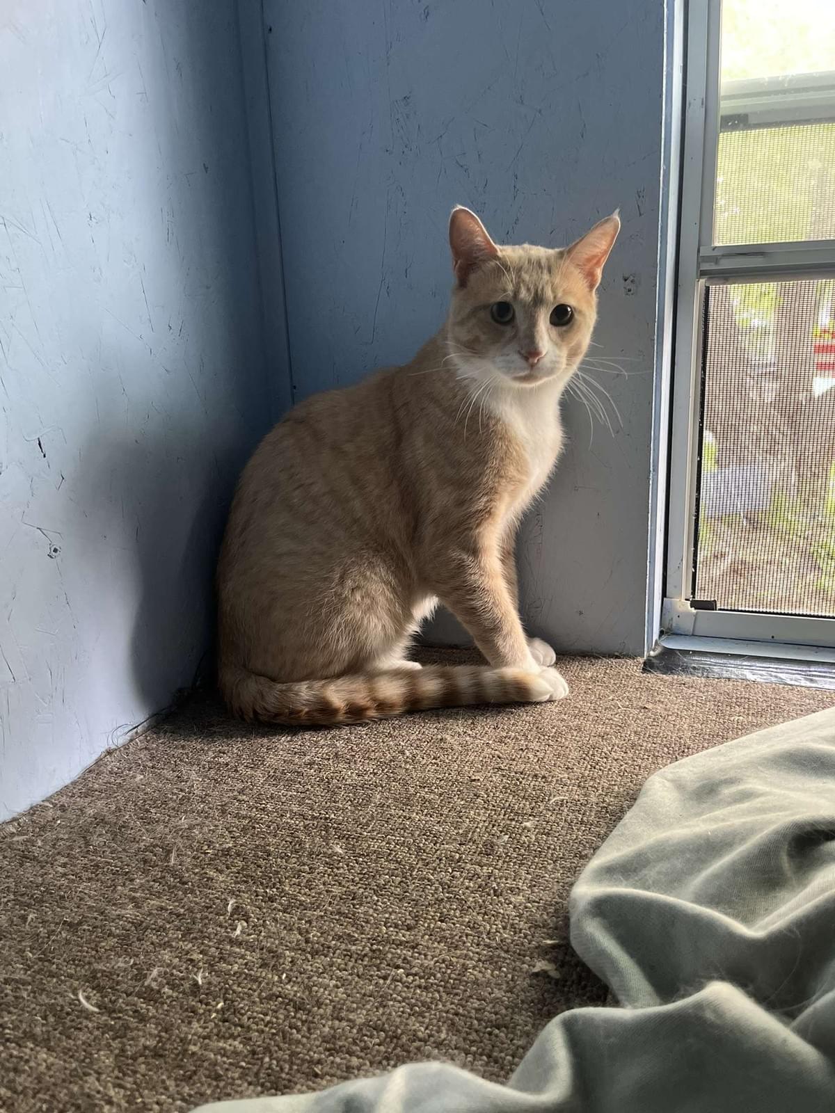 In addition to TNR, we facilitate the adoption of socialized stray cats to loving homes. Adoption Services What We Do We are primarily a TNR (Trap/Neuter/Return) organization looking after the feral cat population in Southeast Saskatchewan but we handle other cat related projects as well.