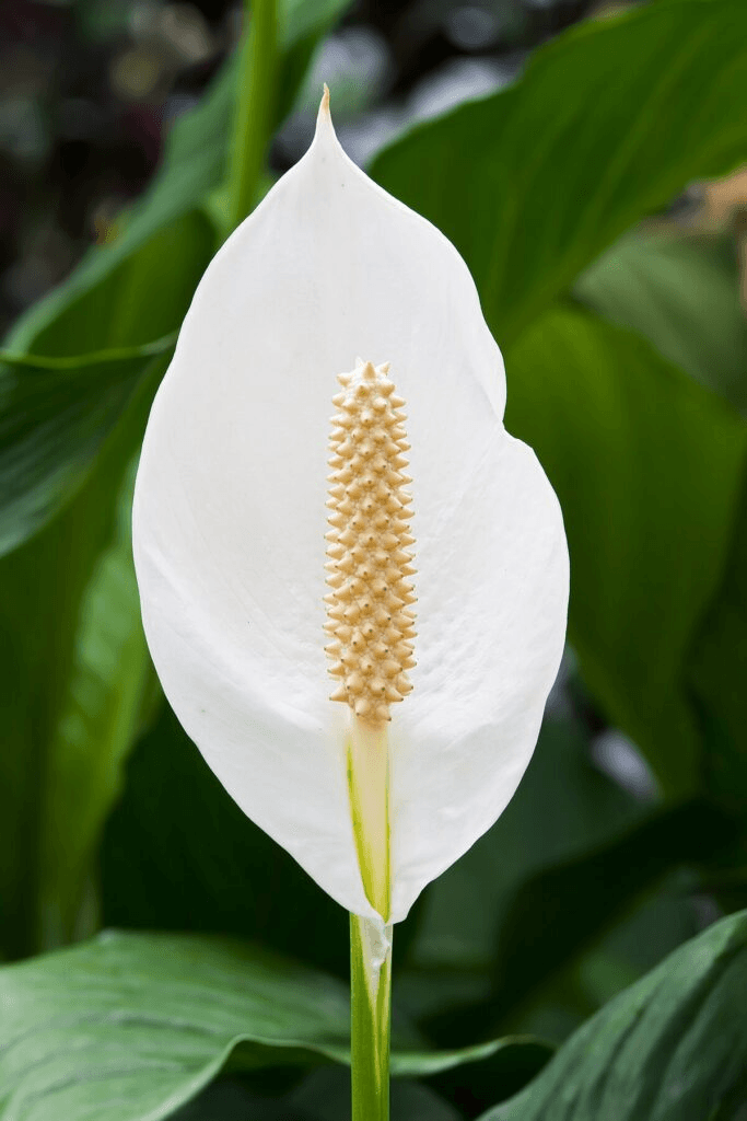 Growing Peace Lilies from Seeds: A Complete Guide to Cu...