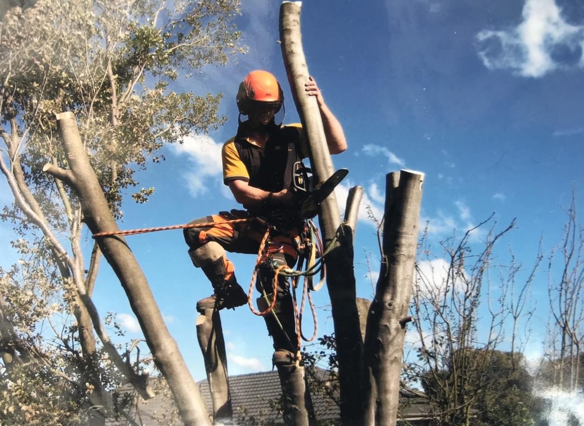 What things do you need to understand about tree remova...