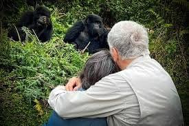 Gorilla Encounter Express