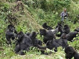 Gorilla Encounter Express