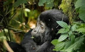 Gorilla Encounter Express