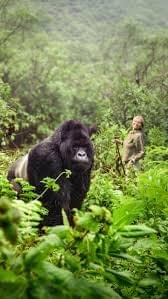 Gorilla Encounter Express