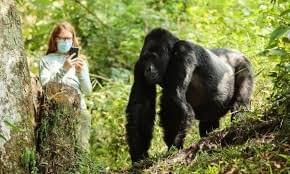 Gorilla Encounter Express
