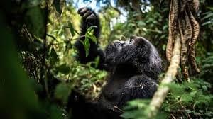 Gorilla Encounter Express