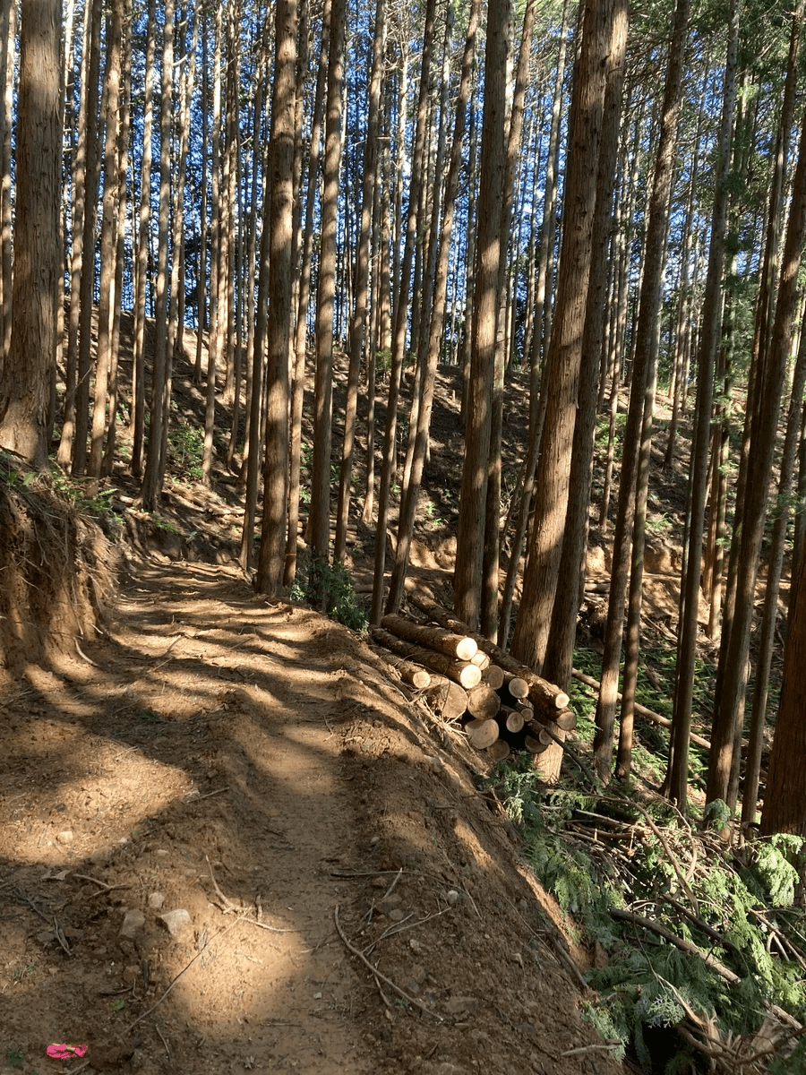 朝来市上ゲ区において、施業研修を実施に引き続き、施業開始しました。