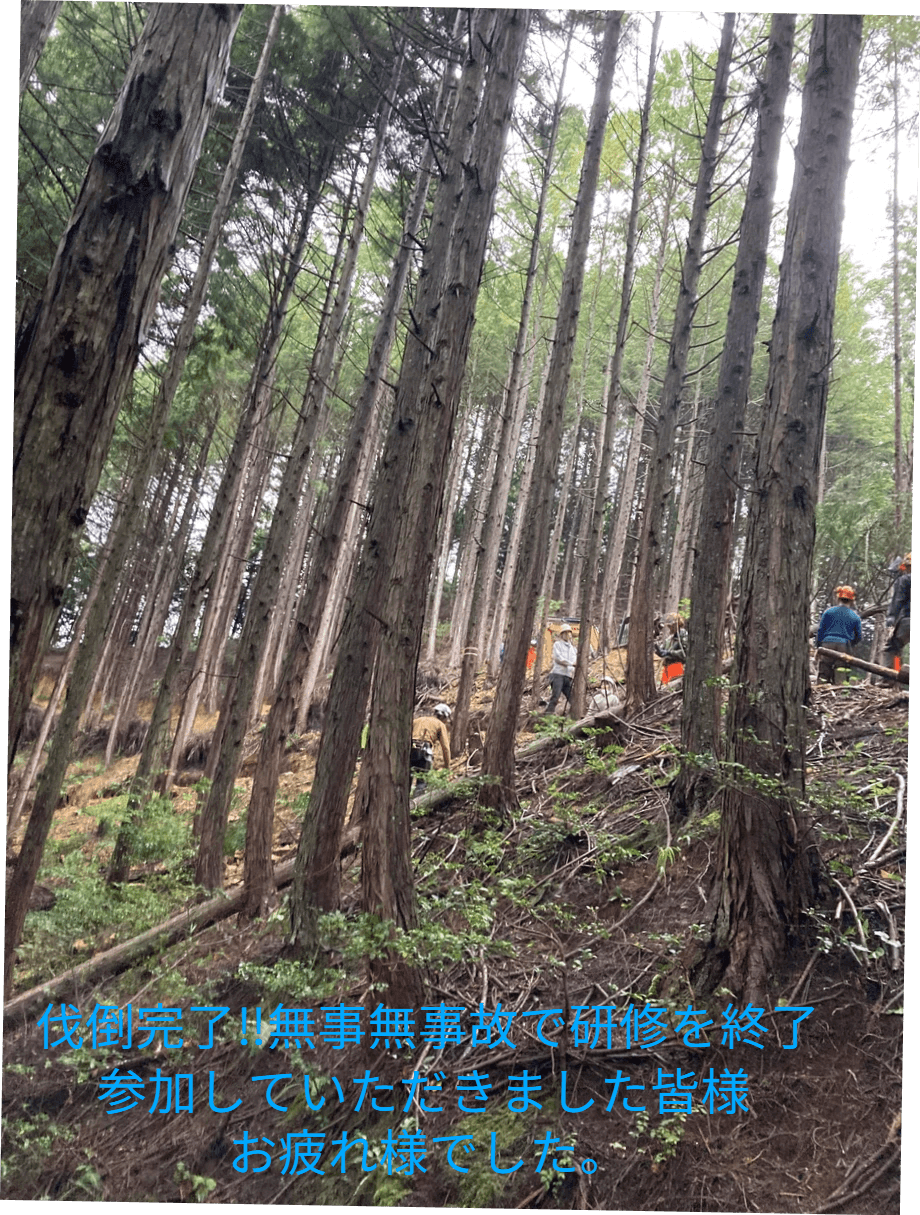 伐倒完了‼無事無事故で研修を終了しました。参加された皆様おつかれさまでした。