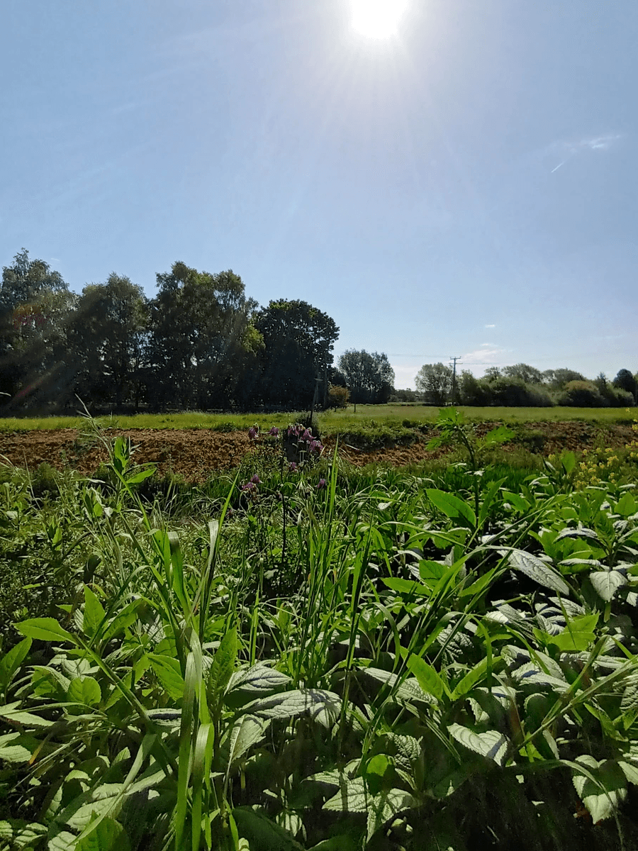 At In-Sight Counselling, we believe in a holistic approach to mental health. By integrating Cognitive Behavioral Therapy (CBT) and mindfulness techniques, we empower you to develop coping strategies and foster resilience, enhancing your overall well-being. Holistic Approach What We Do Warm nurturing supportive online and Walk and Talk counselling. collaborative, holistic. Using person centred and CBT and mindfullness. I want to show natural tranquil.