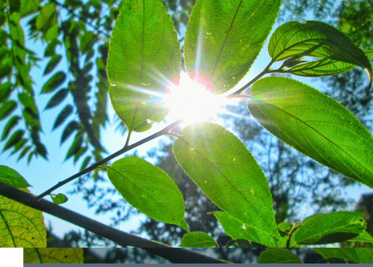 We integrate person-centred therapy, CBT, and mindfulness to support your journey towards healing and self-discovery. Holistic Approach What We Offer Warm nurturing supportive online and Walk and Talk counselling. collaborative, holistic. Using person centred and CBT and mindfullness. I want to show natural tranquil.