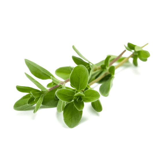 Marjoram