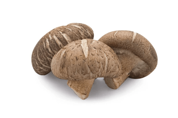 Supplier Jamur Shiitake